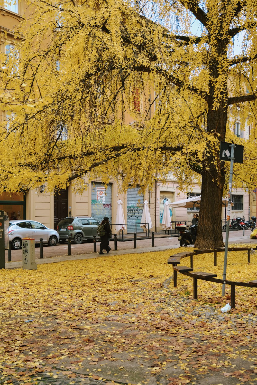 a tree with yellow leaves on the ground