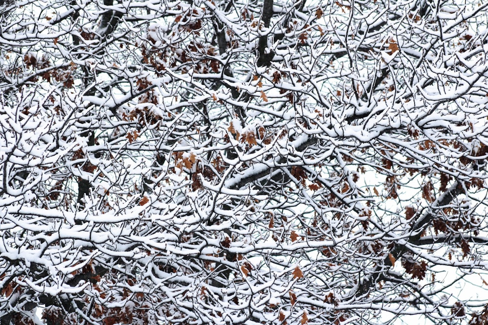 a tree covered in lots of snow next to a forest