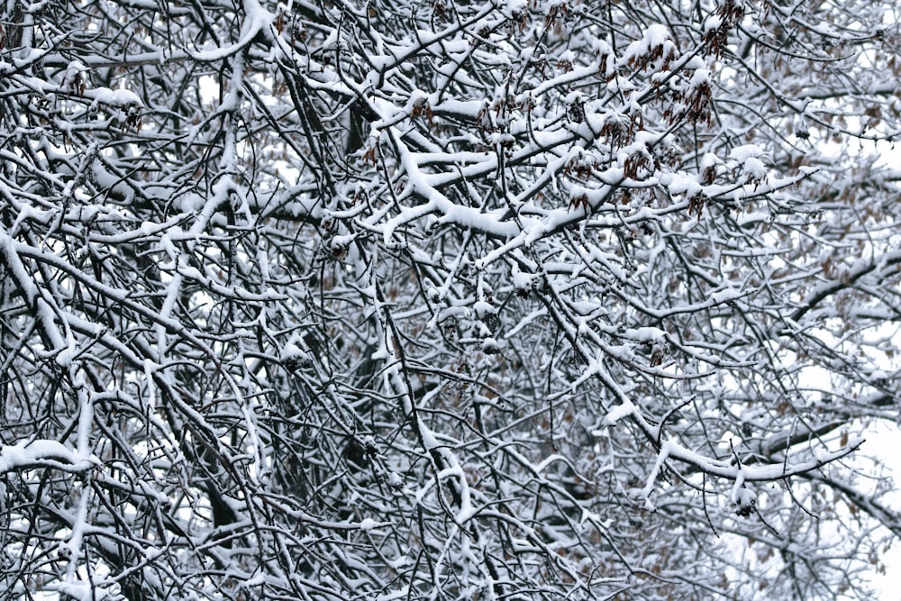 a tree covered in snow next to a forest