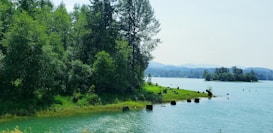 A serene lakeside scene with dense green trees and lush grass along the shoreline. Several tree stumps dot the water's edge, suggesting an old forest area that may have been flooded. The gentle ripples on the lake reflect the clear blue sky. Mountains can be seen in the distant background, creating a peaceful and natural setting.