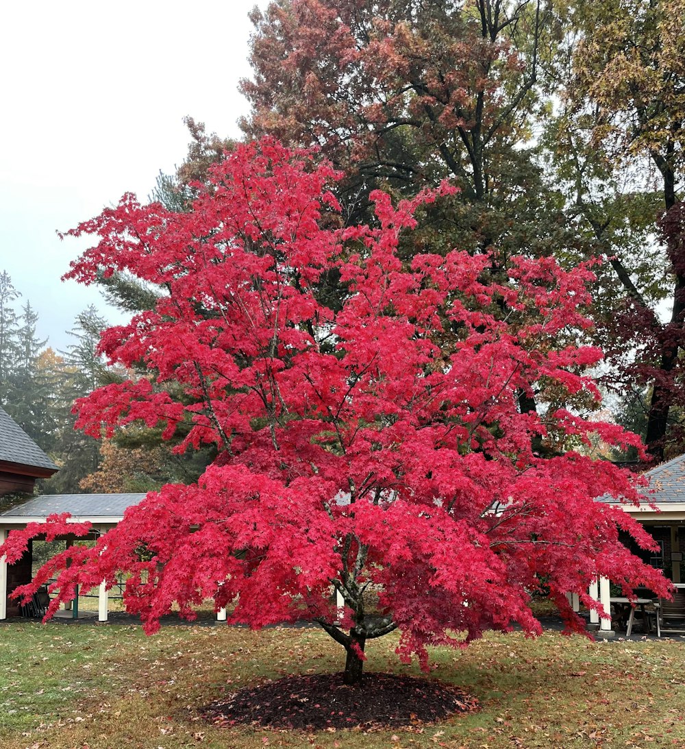 a red tree in front of a house
