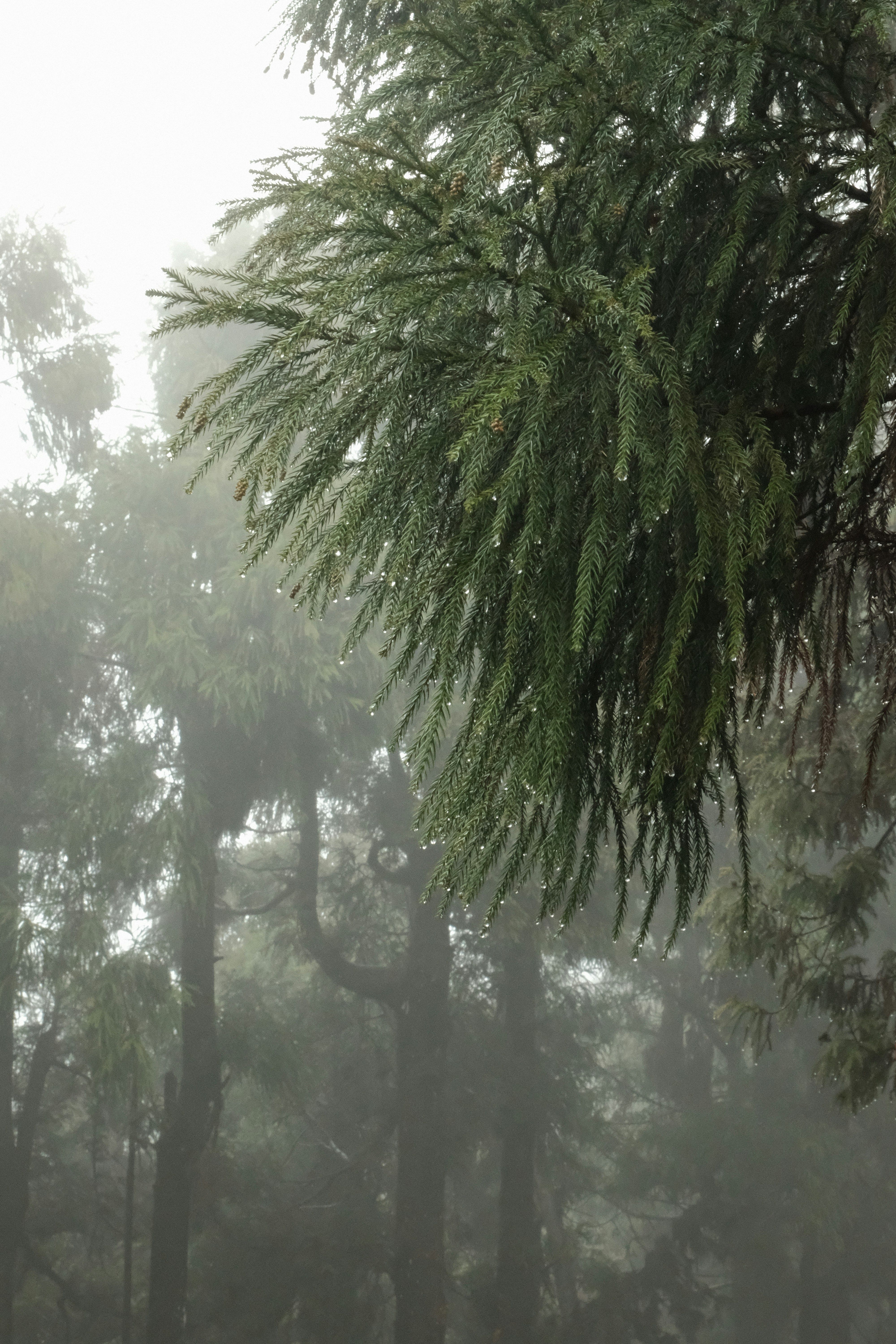 A forest filled with lots of trees covered in fog photo – Free Mist ...