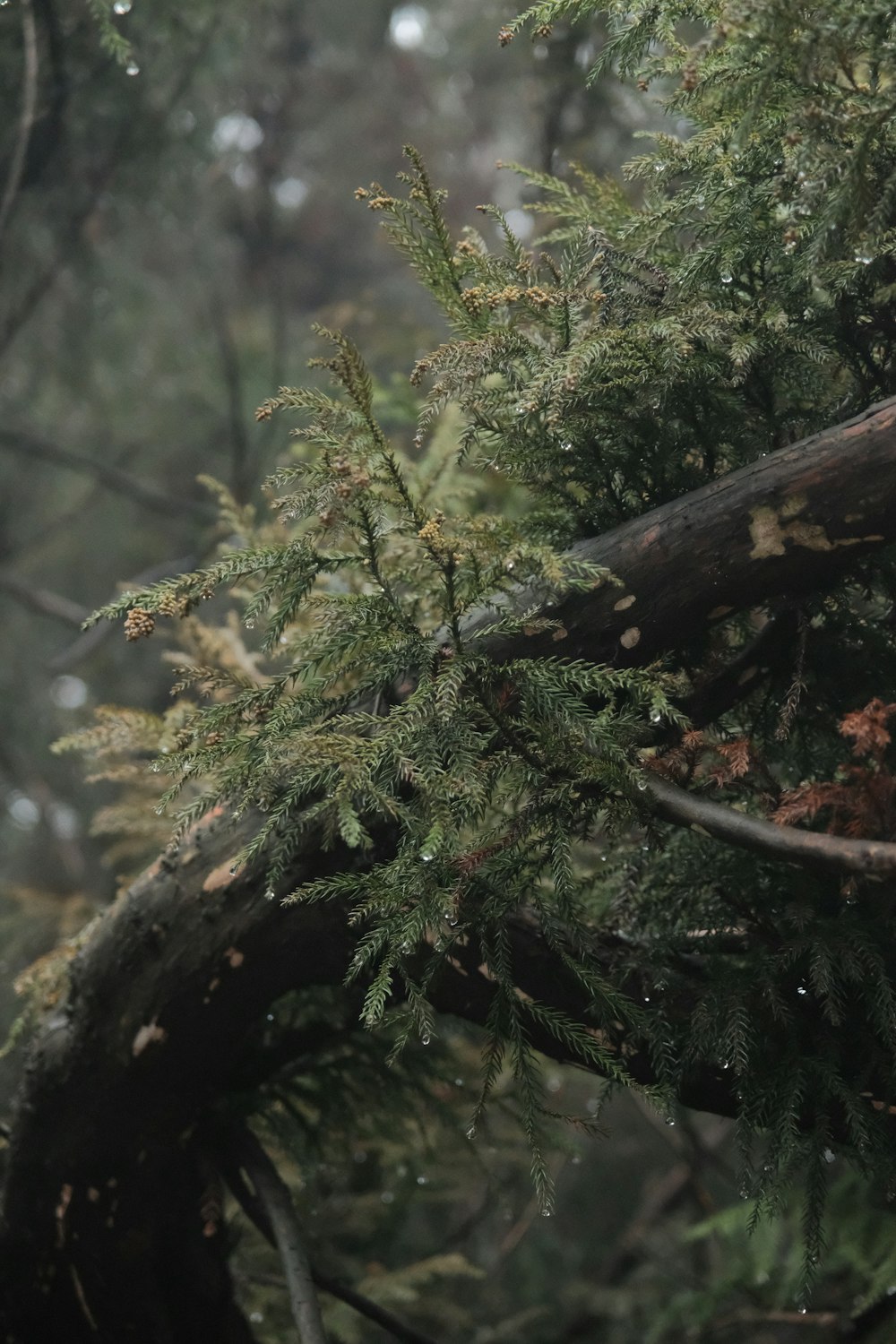 a tree that has fallen down in a forest