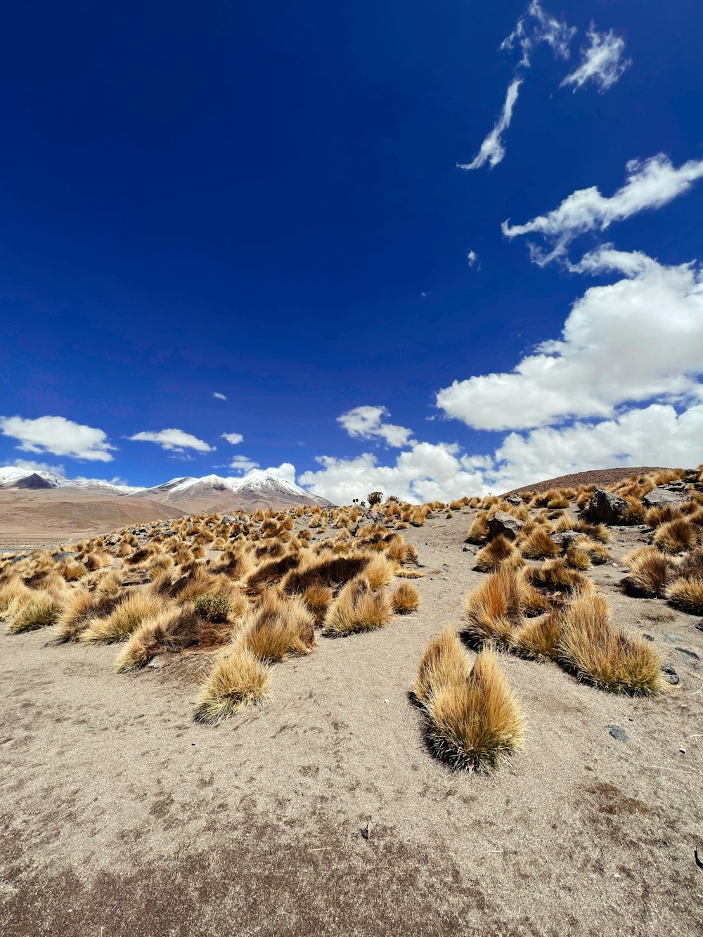 um campo de grama seca com um céu azul no fundo