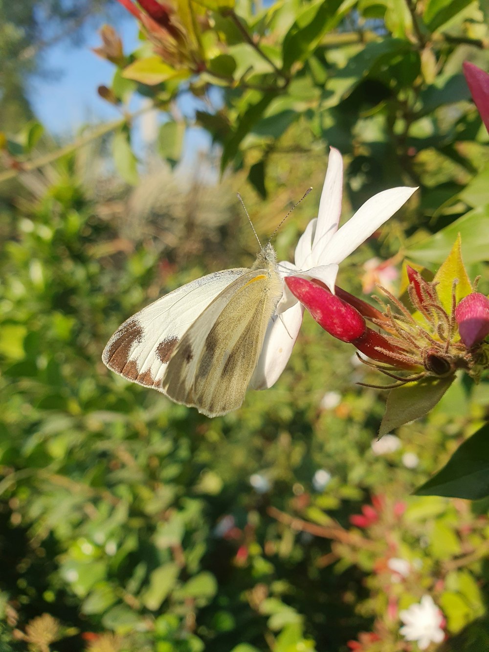 a white and brown butterfly sitting on a flower