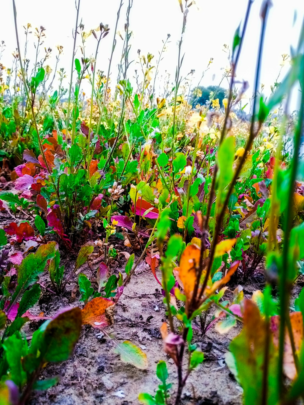 a patch of grass and plants in a field