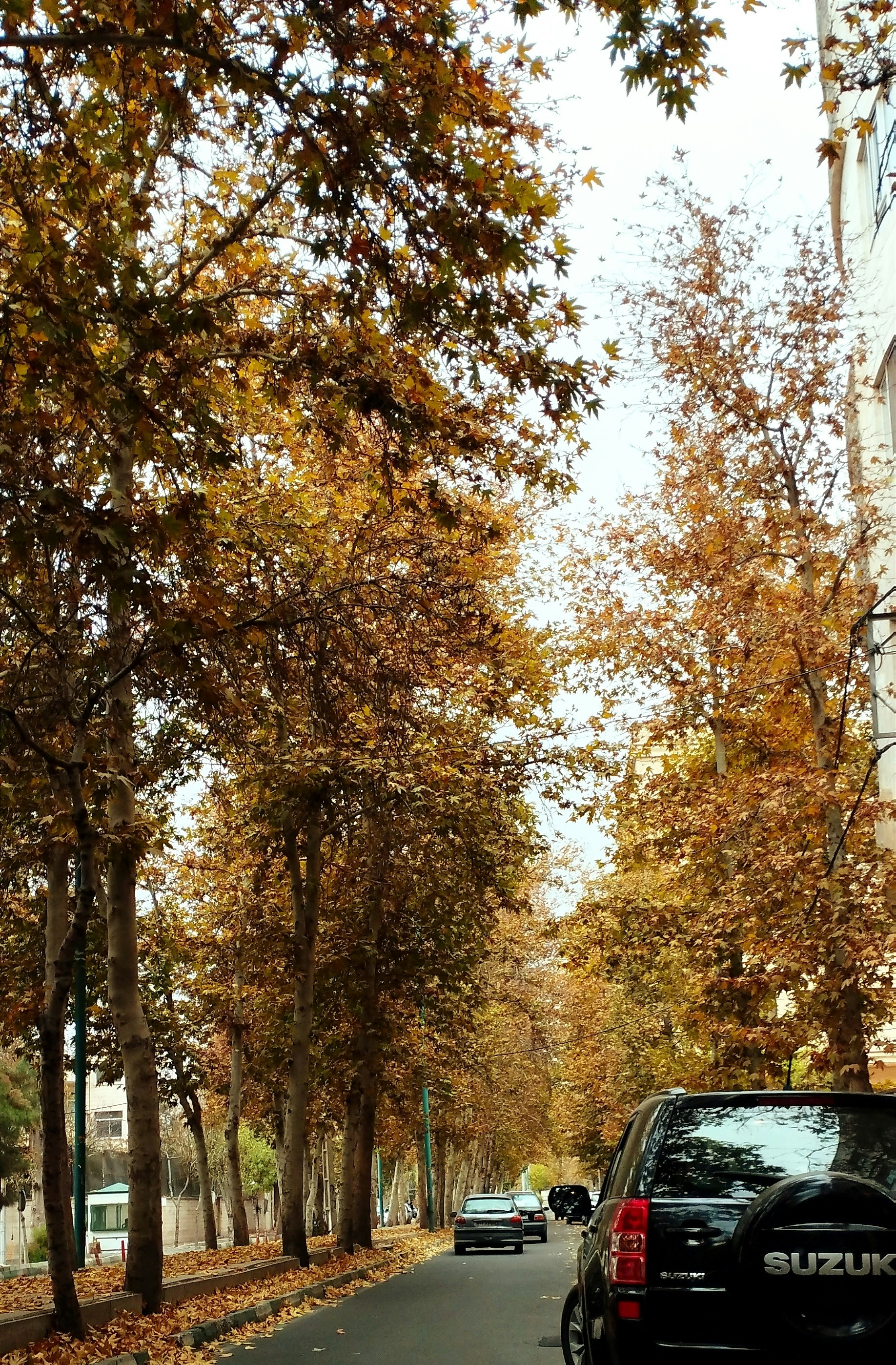 Photo by bahman6644