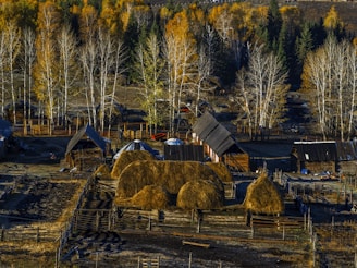 A scenic rural landscape featuring a series of wooden structures and barns, surrounded by a fenced enclosure. Multiple haystacks are scattered across the area. In the background, a dense row of birch trees with autumn foliage is accompanied by a few evergreens, adding vibrant orange and green hues to the scene.