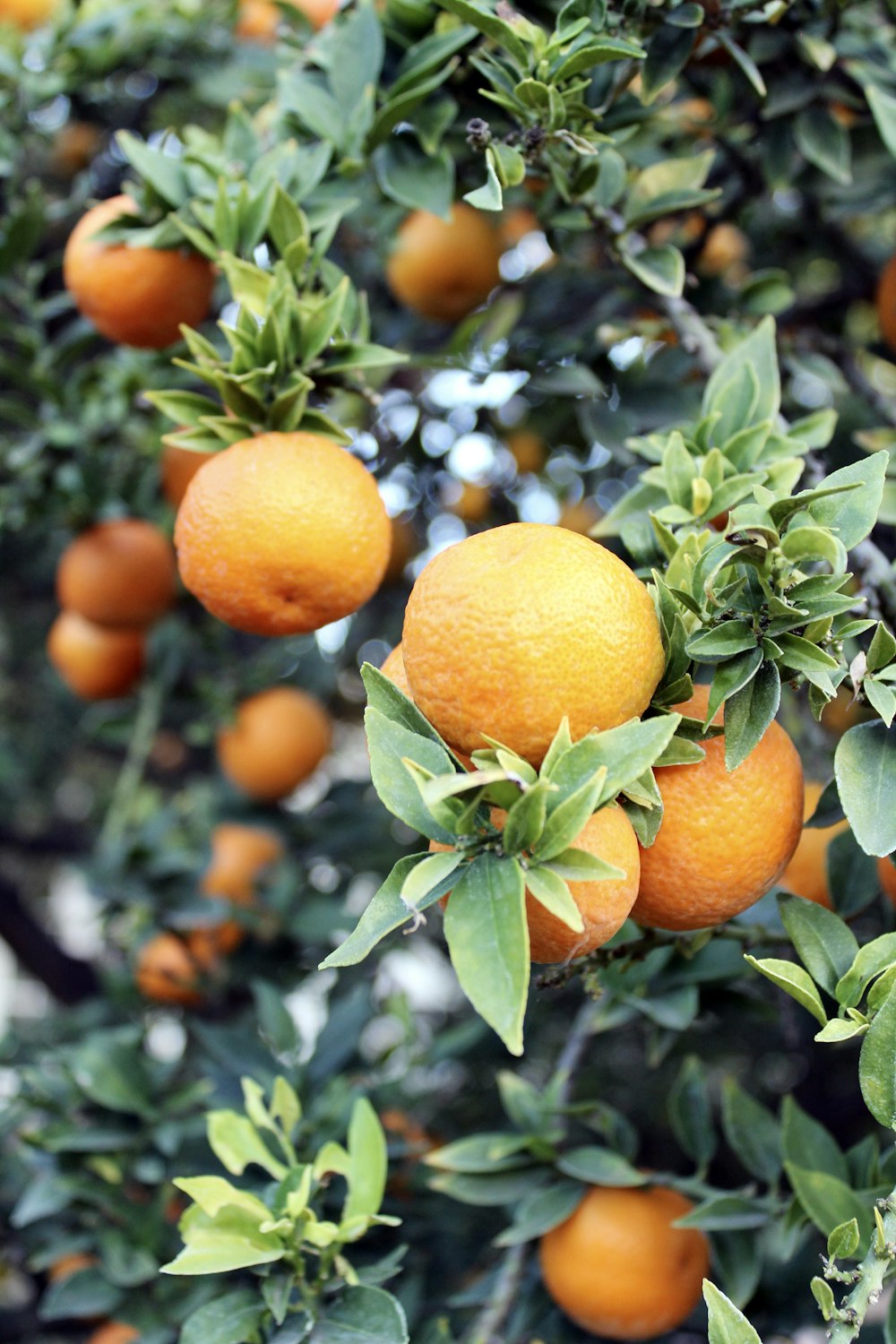 a tree filled with lots of ripe oranges