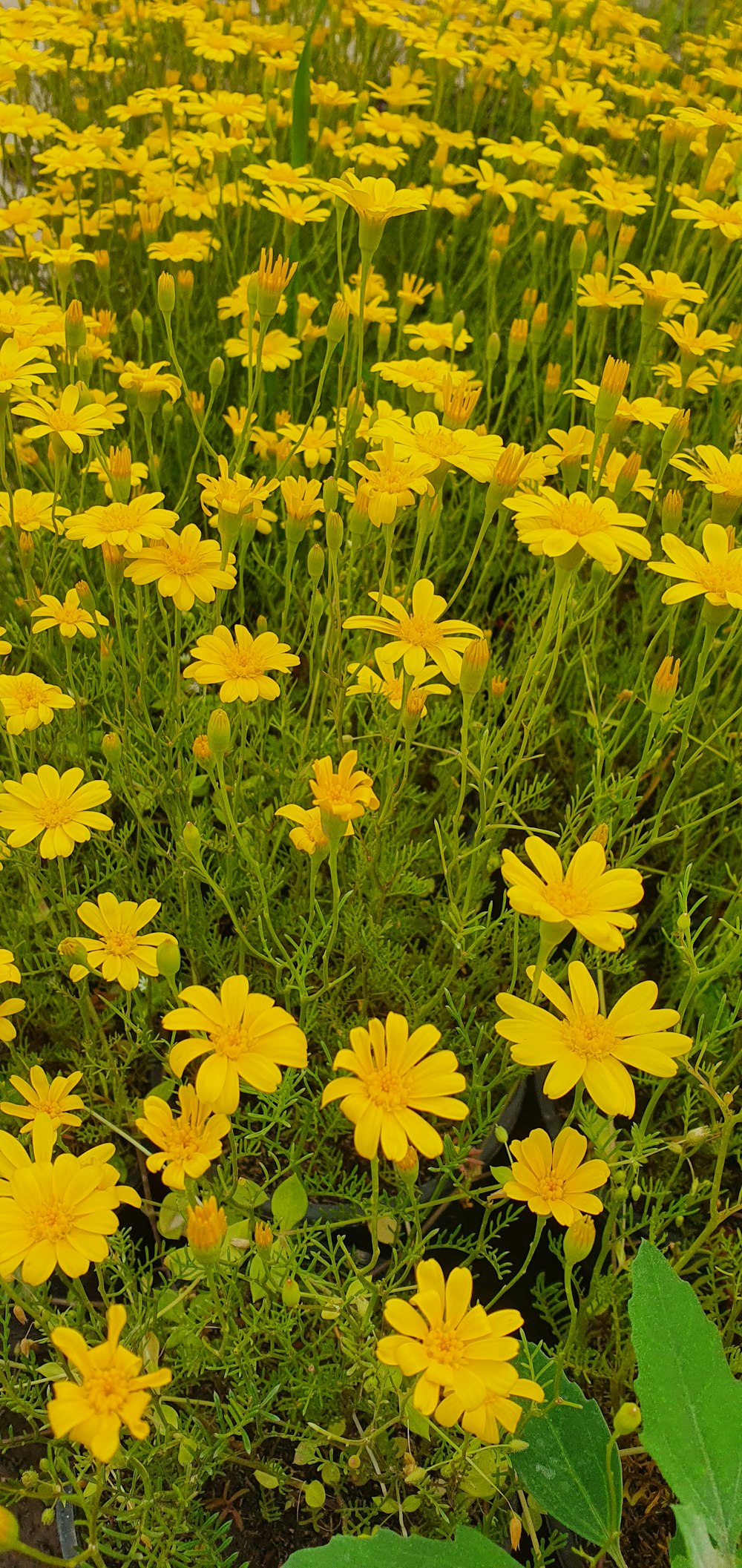 a field of yellow flowers with green leaves
