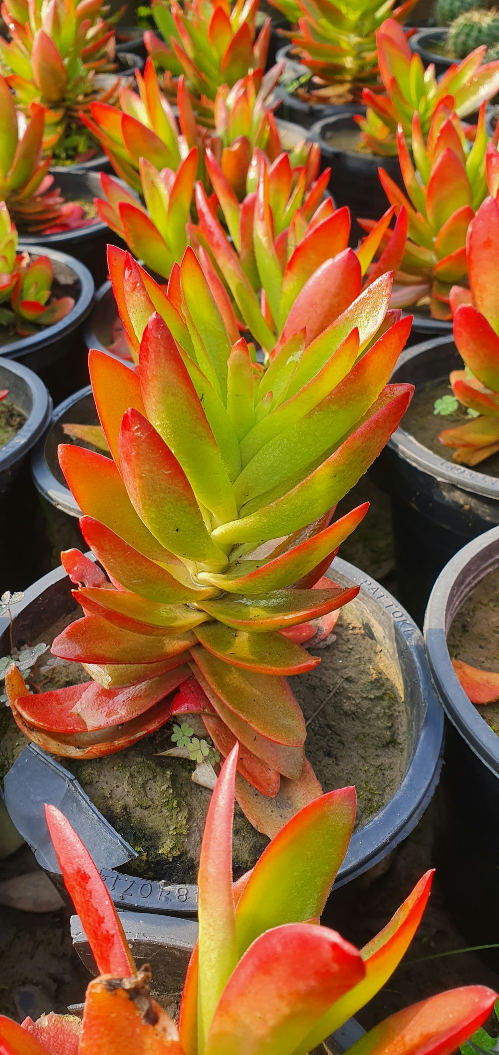 a group of potted plants with red and green leaves