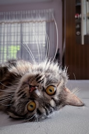 A fluffy, striped cat with striking yellow eyes is lying on its back on a light-colored surface. Its whiskers are prominently displayed, and it appears relaxed in a softly lit room with sheer curtains and brown shelving in the background.