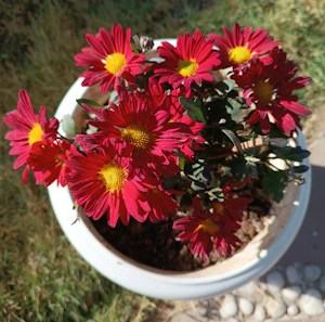 Seasonal Container Garden