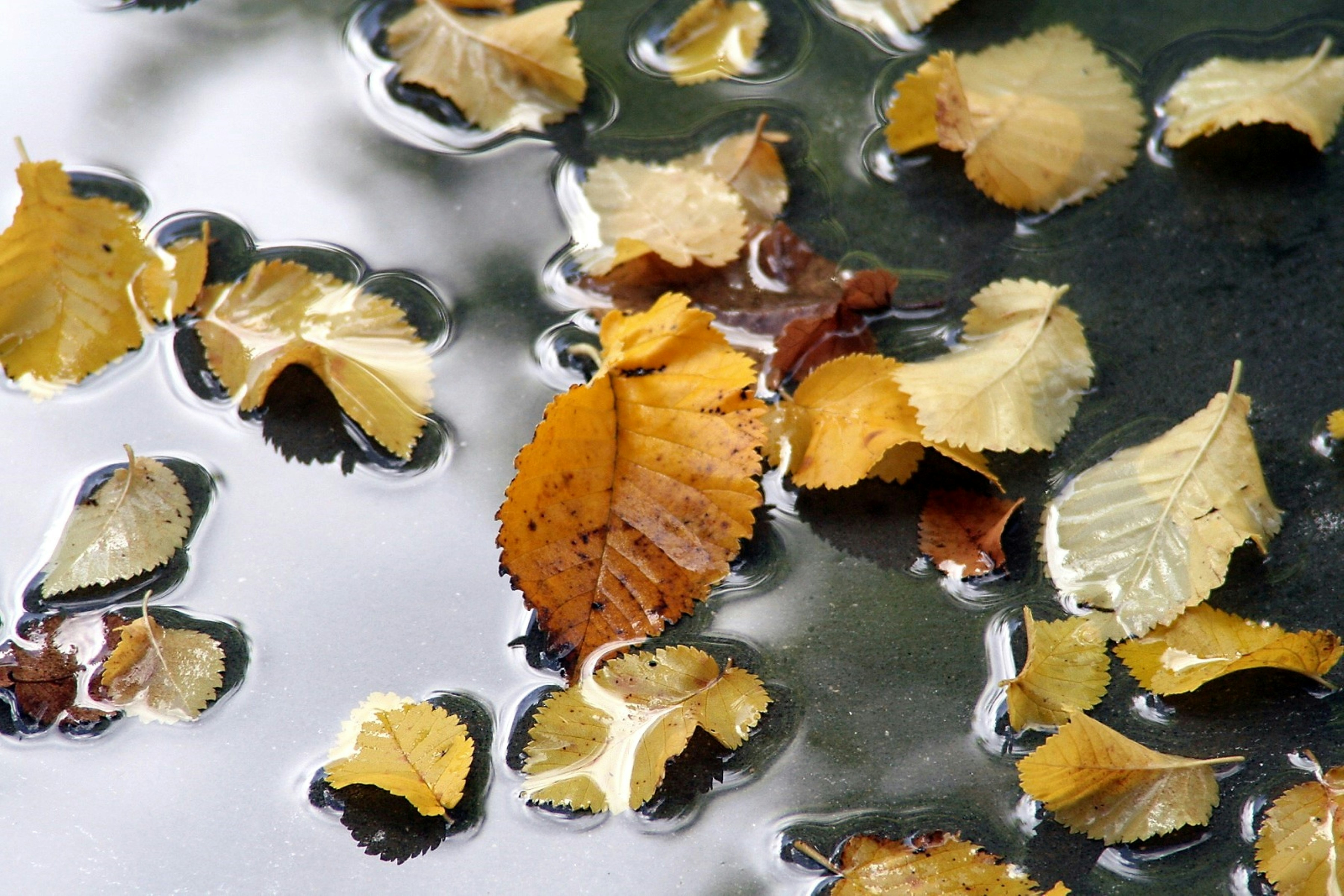 Photo by craigmanners_com