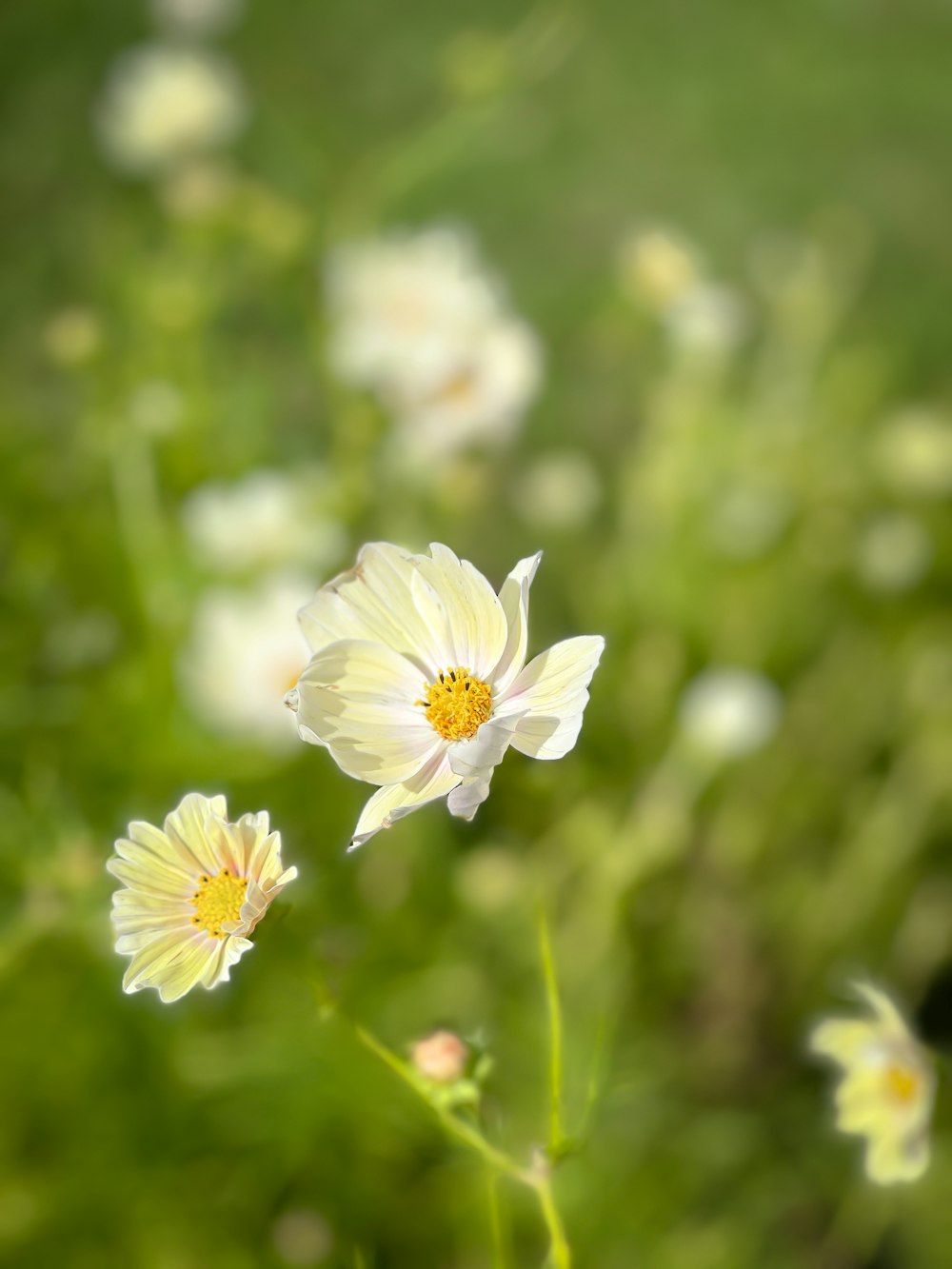 a close up of some flowers in a field