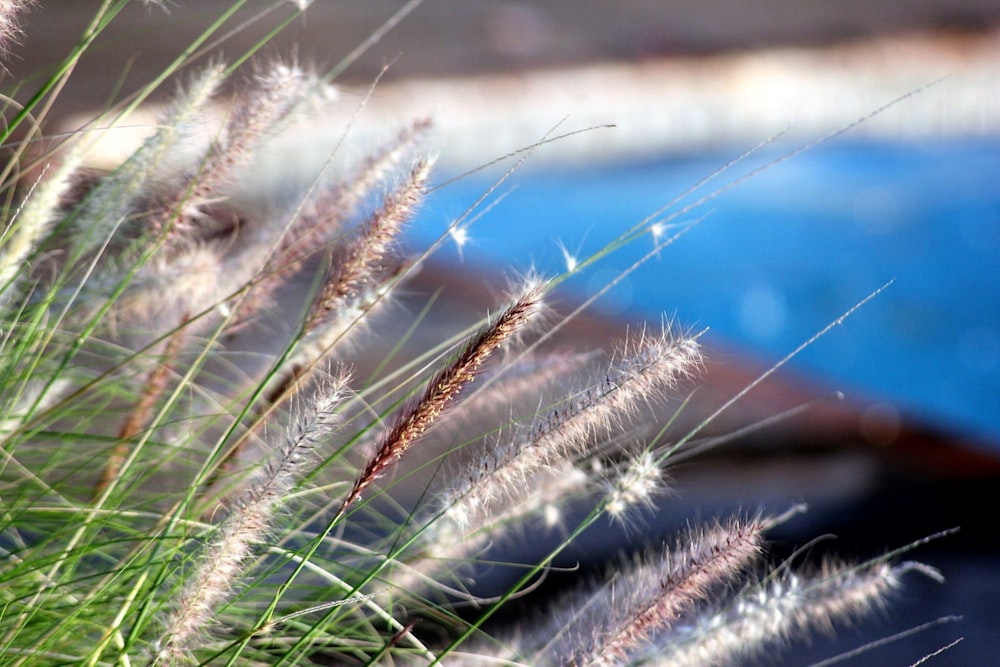 a close up of some grass near a body of water