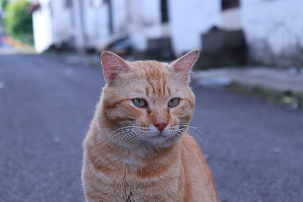 an orange cat sitting on the side of a road