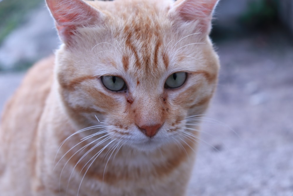 a close up of a cat looking at the camera