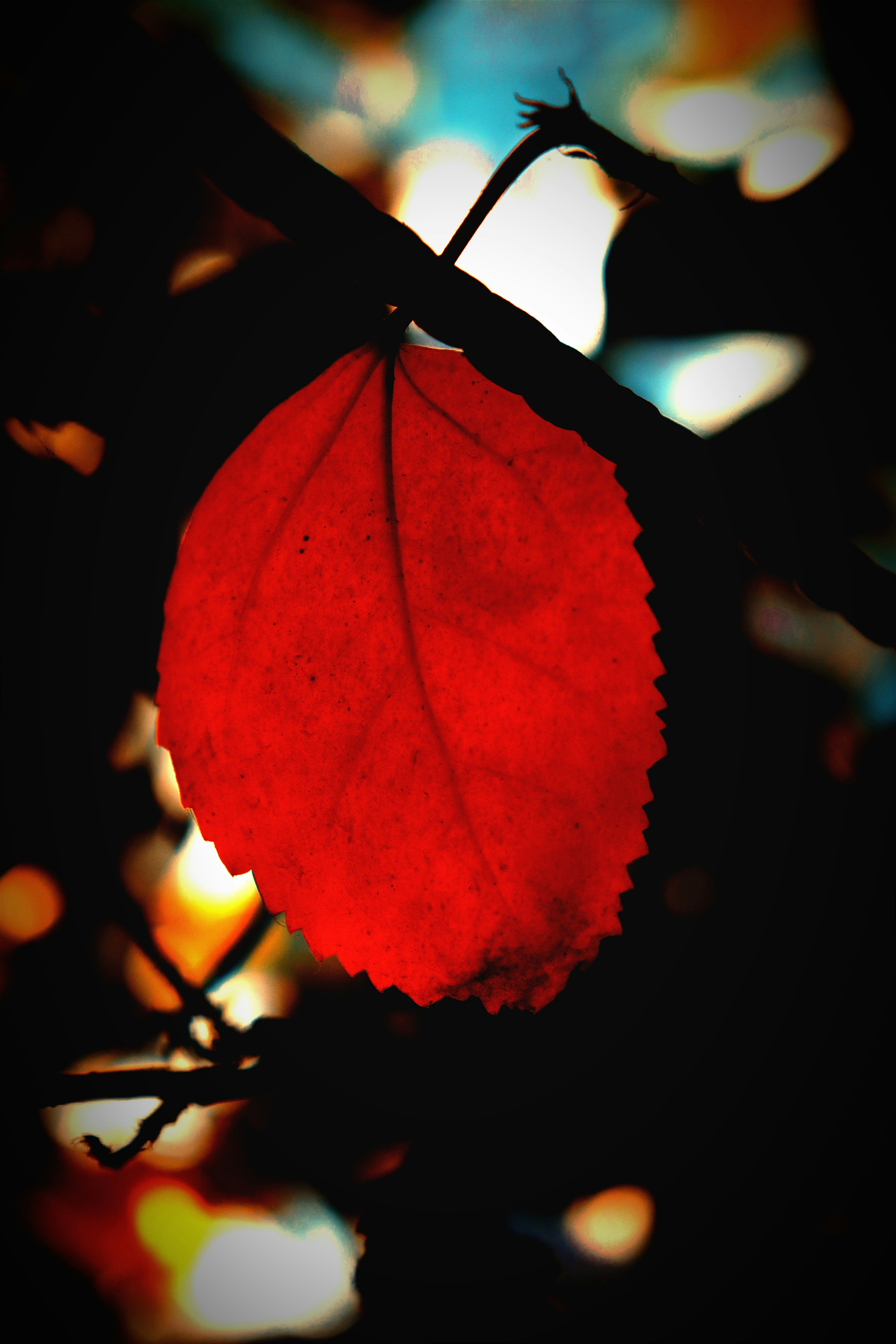 un primo piano di una foglia su un albero