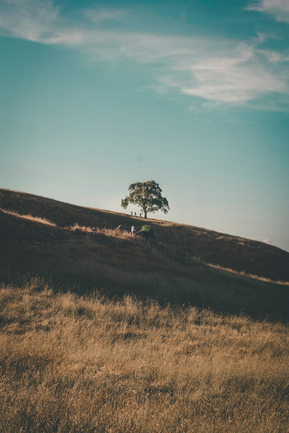 a lone tree on a grassy hill under a blue sky