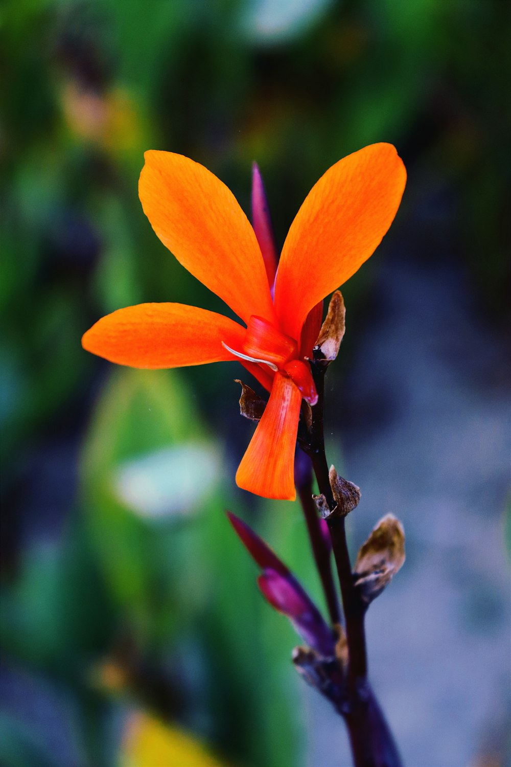 a close up of a flower with a blurry background