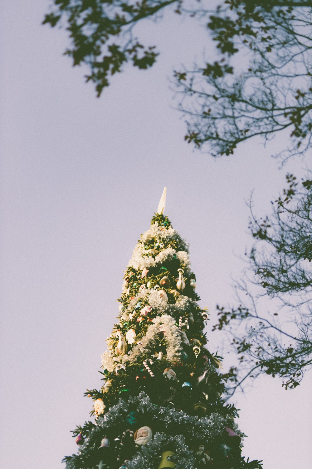 a very tall christmas tree with a sky background