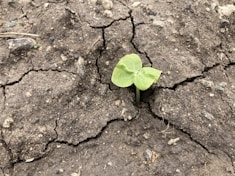 a small plant sprouting out of the crack in the ground