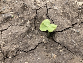 a small plant sprouting out of the crack in the ground