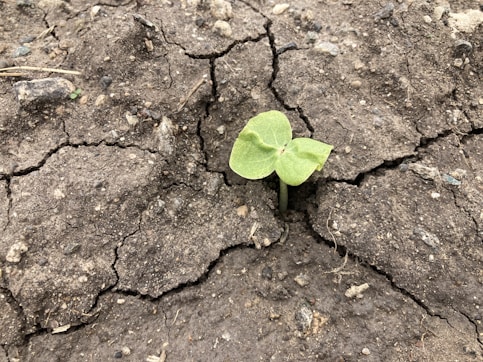 a small plant sprouting out of the crack in the ground