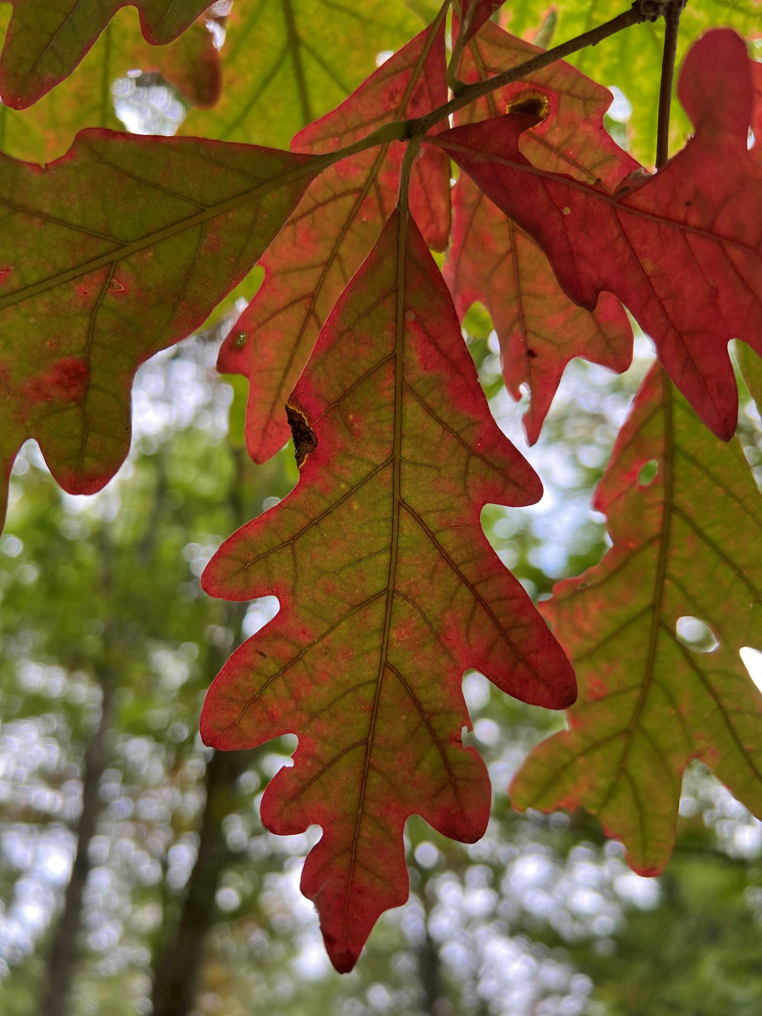 White Oak, Pennsylvania