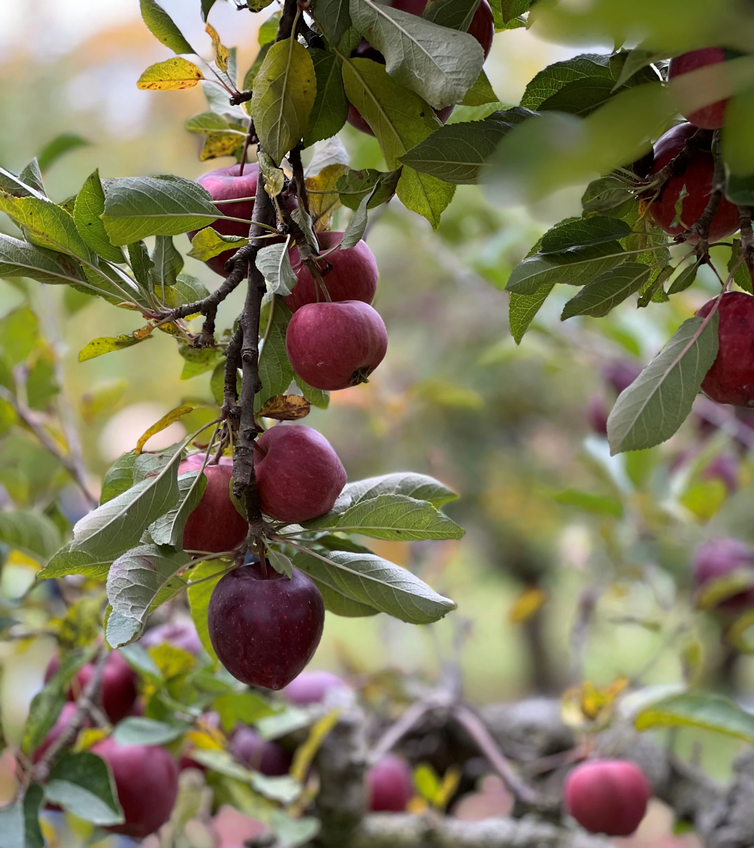 Small dark plums hanging on a tree