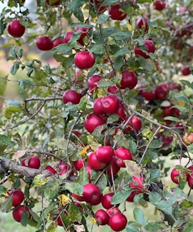 Numerous ripe red apples hang from the branches of a tree, surrounded by green leaves. The apples appear glossy and the foliage includes a mix of healthy green leaves and others with signs of yellowing.