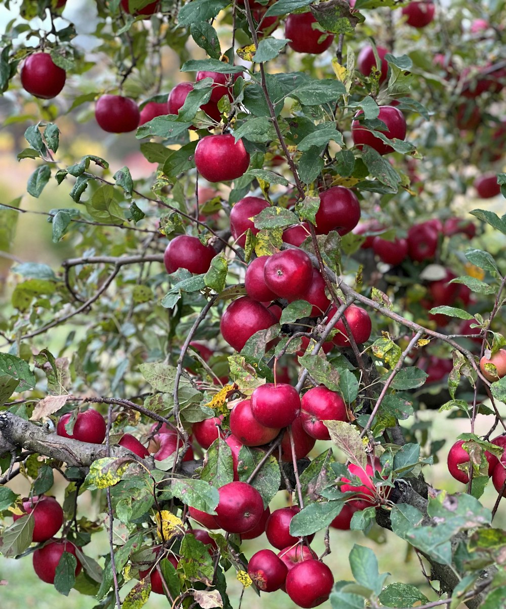 a tree filled with lots of red apples