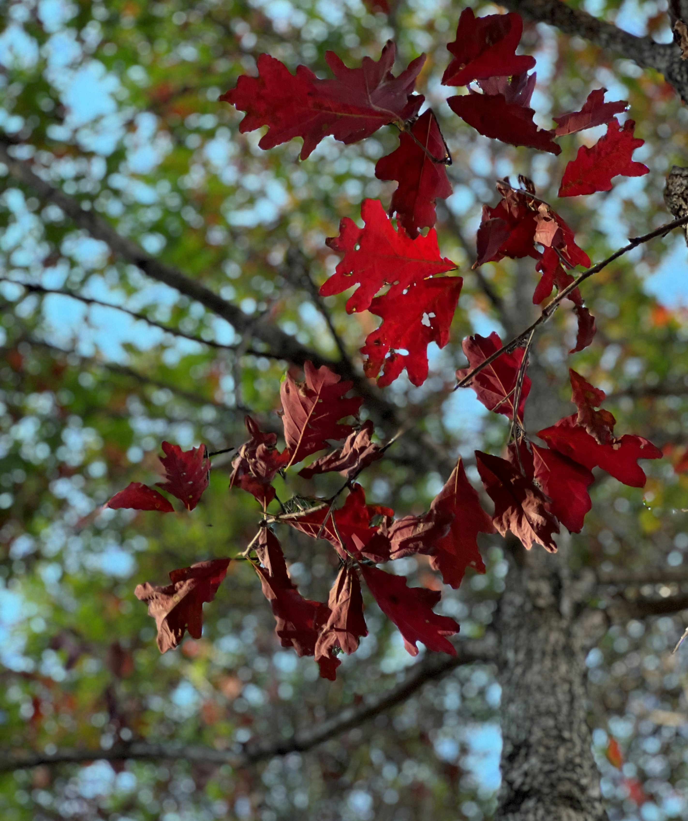 A tree with red leaves and a blue sky in the background photo – Free ...