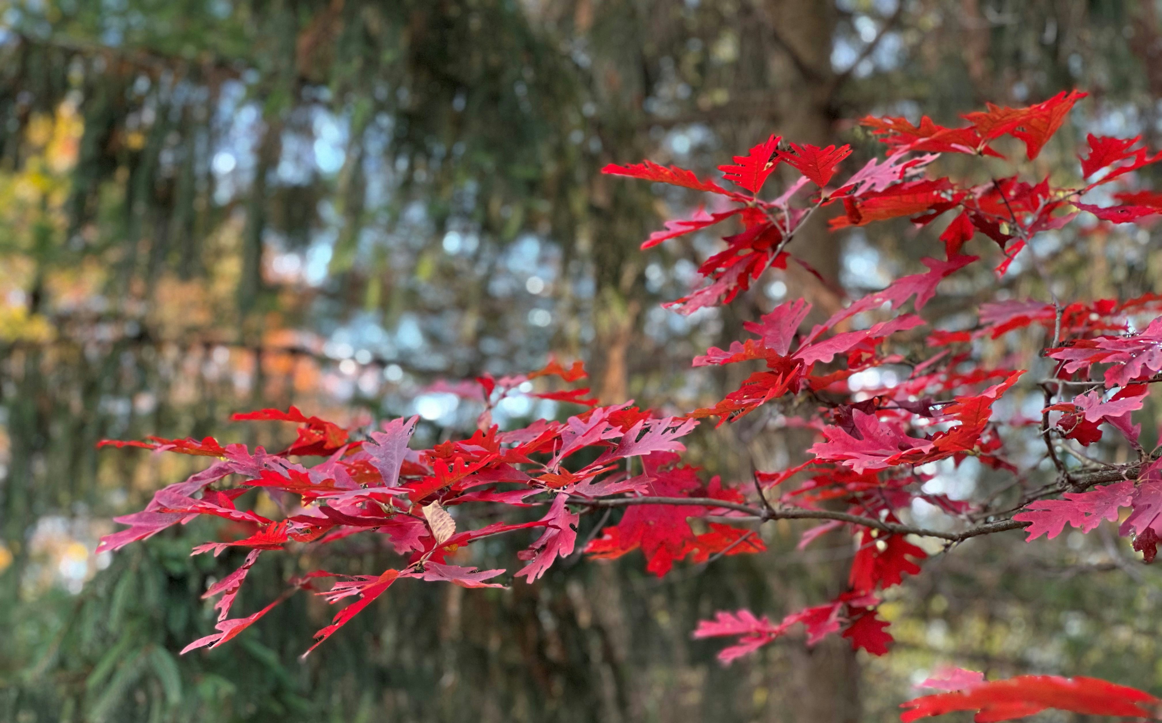 A branch with red leaves in front of some trees photo – Free Leaf Image ...