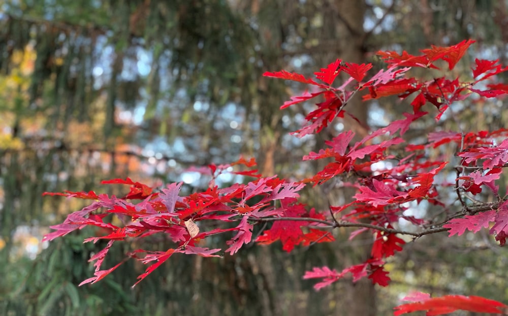 a branch with red leaves in front of some trees