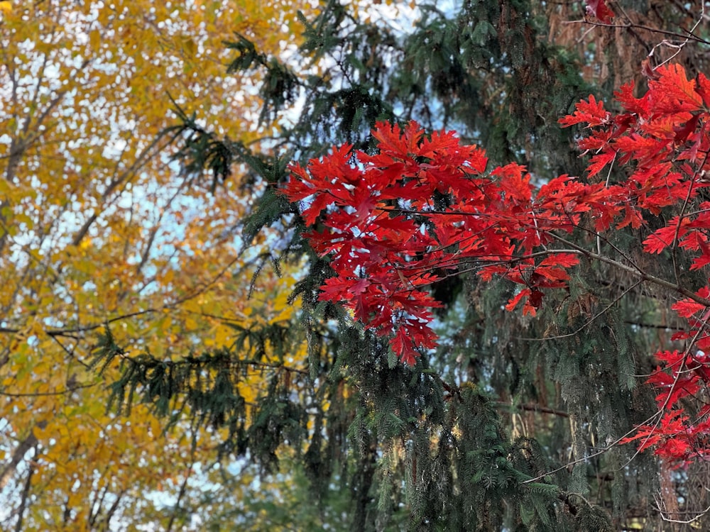 青空を前に赤い葉っぱが生える木々
