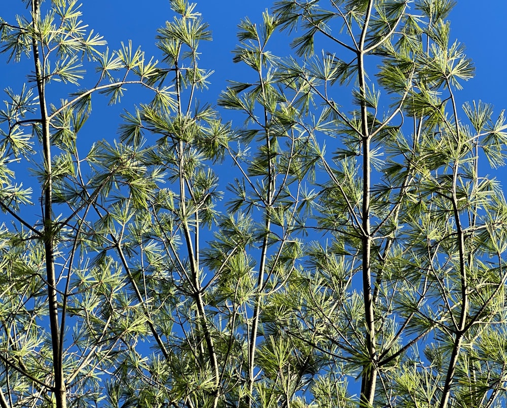 a close up of a tree with a blue sky in the background