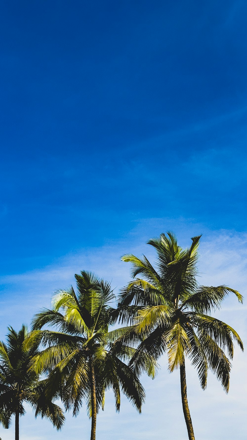 a group of palm trees with a blue sky in the background