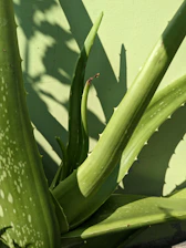 a close up of a plant near a wall