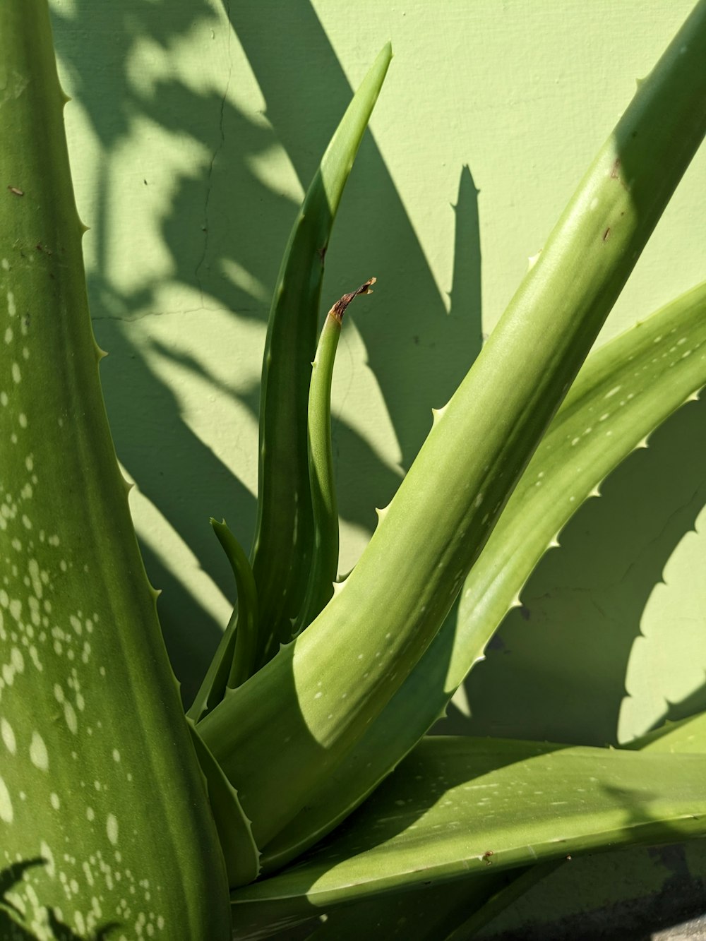 a close up of a plant near a wall