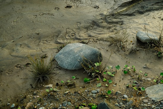 A natural scene featuring a muddy or sandy area with several stones of varying sizes scattered throughout. There are patches of green vegetation, including grass and small plants, emerging from the ground. Subtle animal footprints can be seen imprinted in the soil, indicating recent activity. The environment appears dry with a muted and earthy color palette.