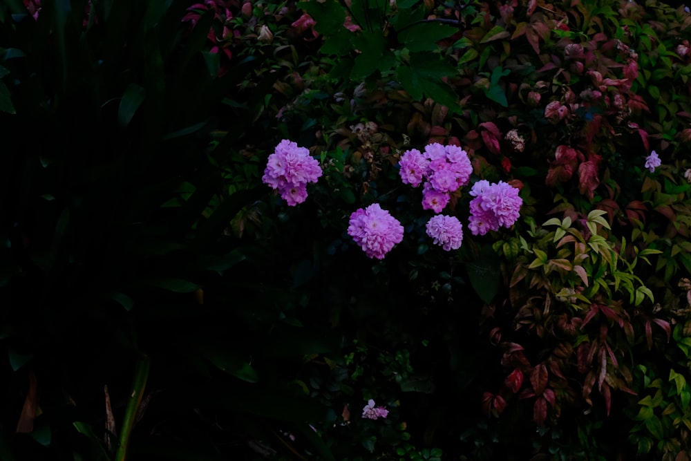 a group of flowers that are in the grass