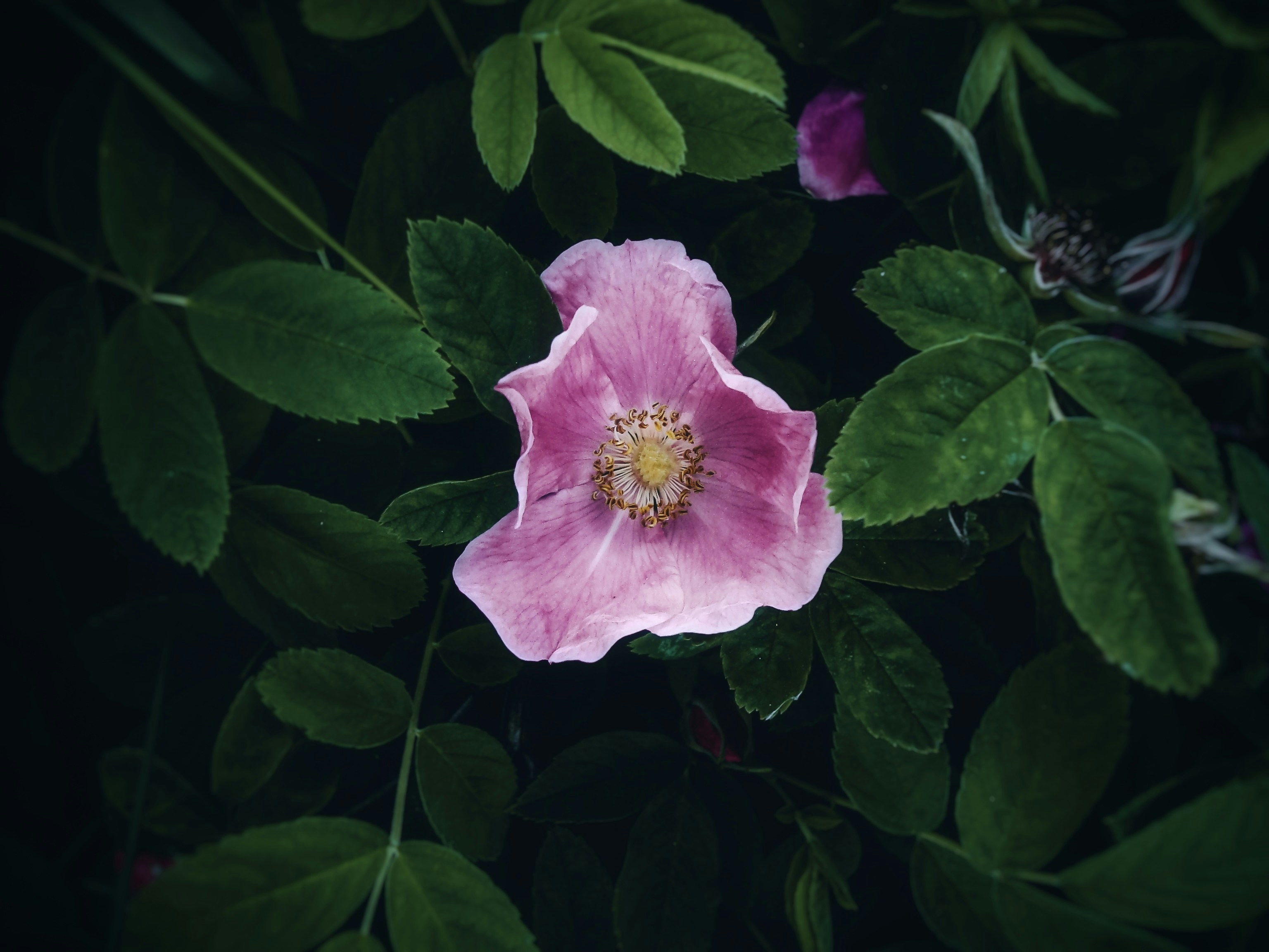 Photo by eugene_golovesov