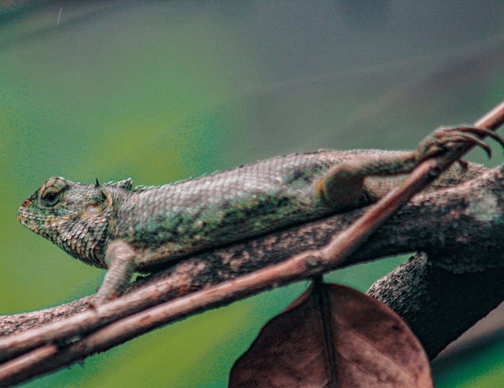 Un lézard est assis sur une branche d’arbre