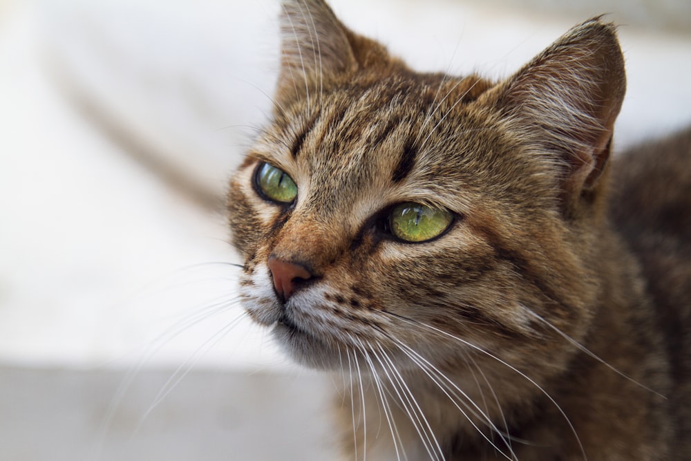 a close up of a cat with green eyes