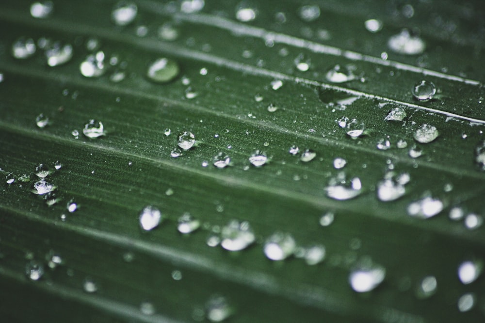 un gros plan d’une feuille verte avec des gouttes d’eau dessus