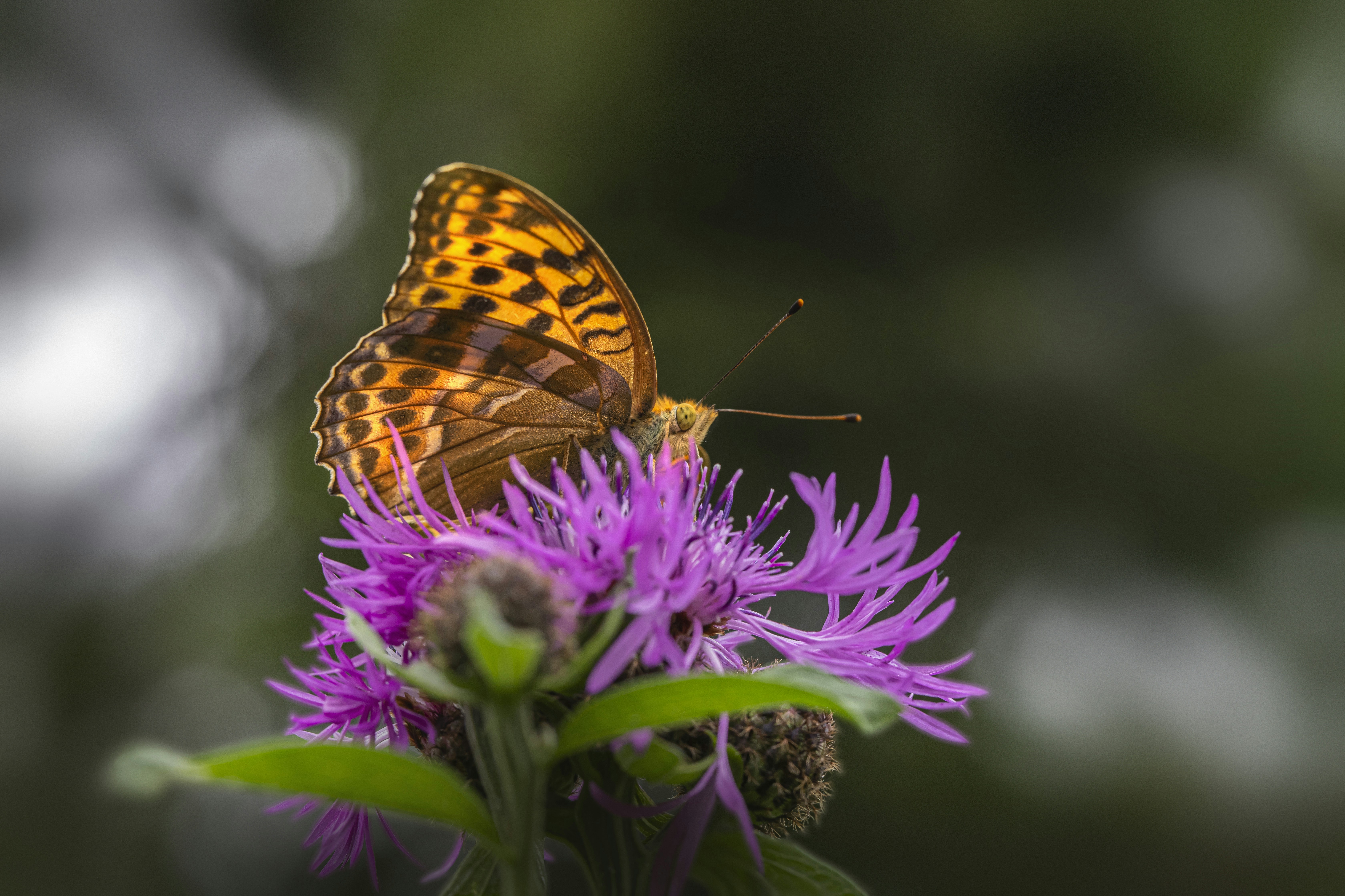 Photo by erik_karits