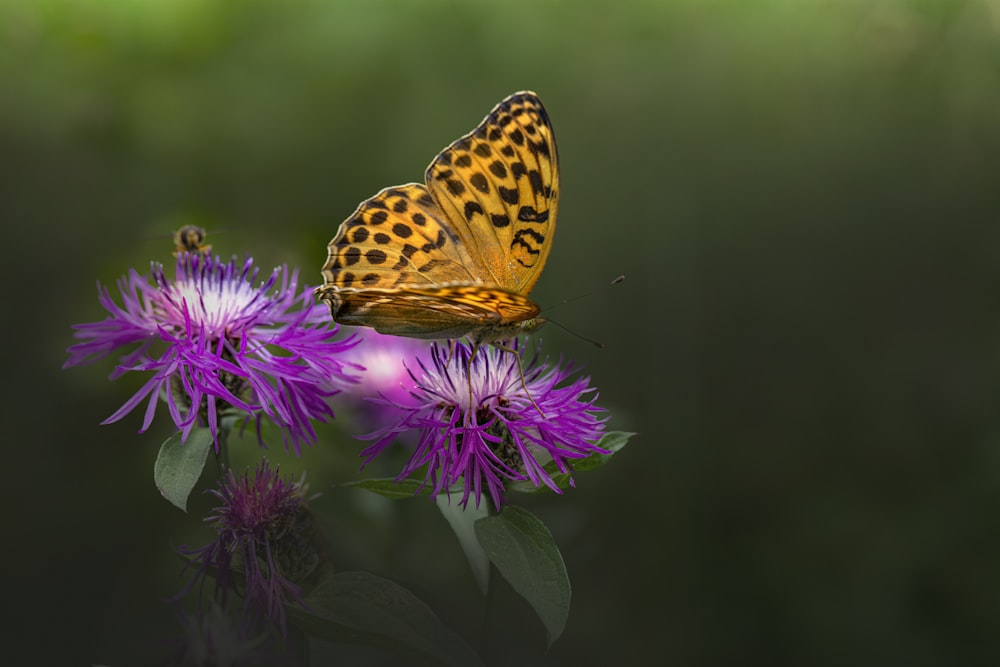 Un papillon assis au sommet d’une fleur violette