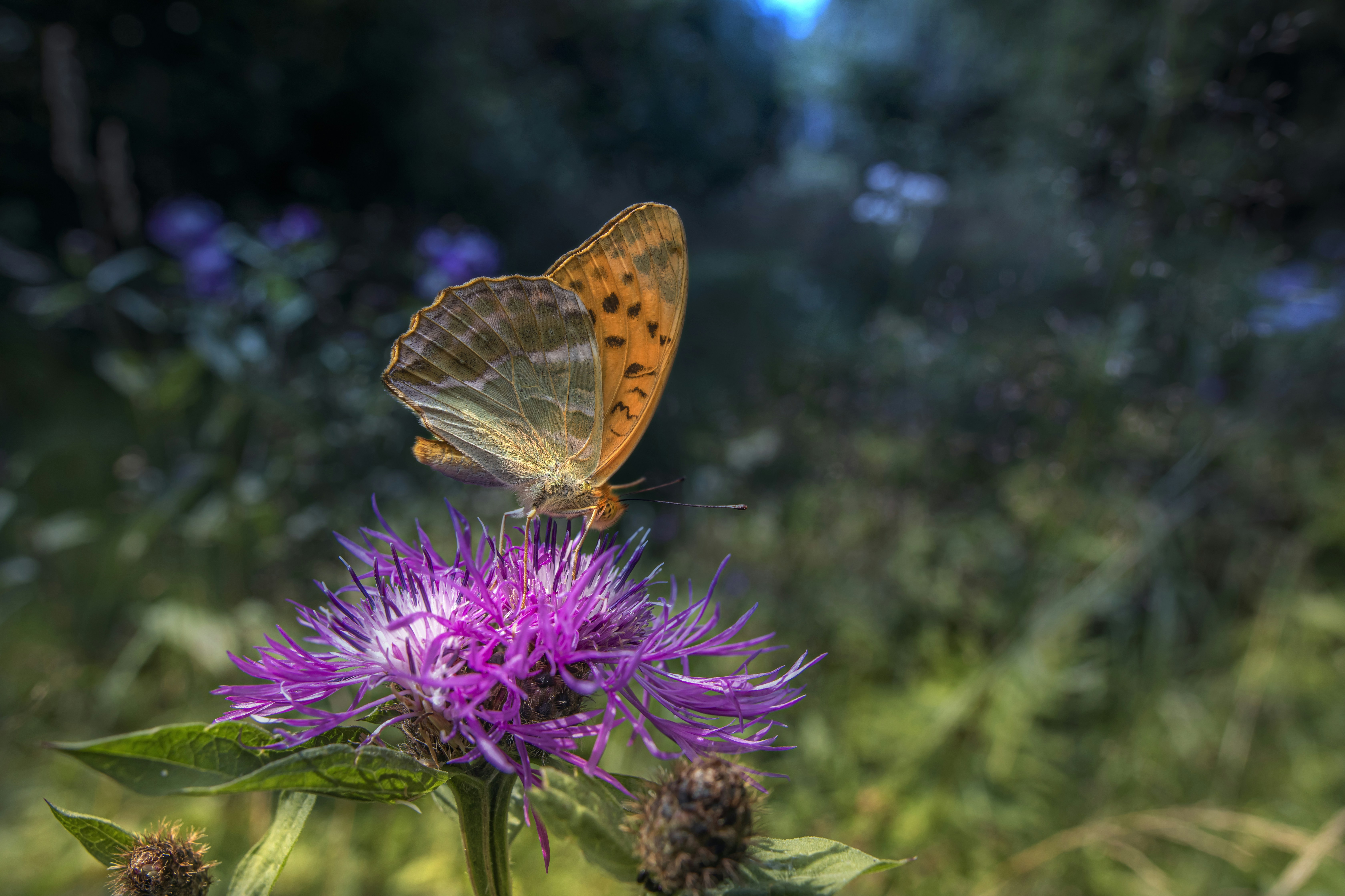 Photo by erik_karits